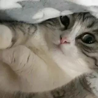 🥰 cat, cute, animal, kitten, pet, domestic whatsapp sticker