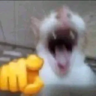 🤣 gatto, urlante, che indica, animale, divertente, meme telegram sticker