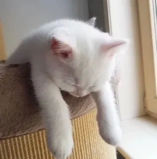 😔 kucing, anak kucing, kucing putih, tidur, lucu, binatang telegram sticker