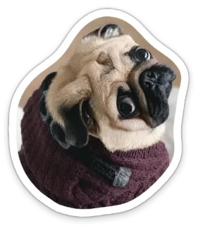 🙄 dog, pug, animal, sweater, cute telegram sticker