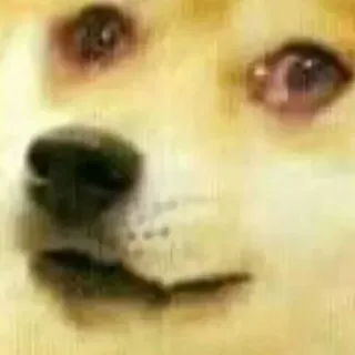 🥺 Doge chien, mème, drôle, animal, shiba inu telegram sticker