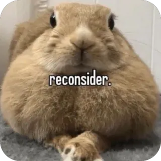 🫥 reconsider. konijn, schattig, dier, meme, heroverwegen telegram sticker