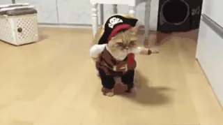 🐈⬛️ кот, пират, костюм, животное, питомец, смешной telegram sticker