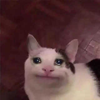 😭 kucing, meme, menangis, sedih, binatang telegram sticker