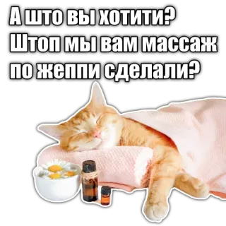 💆‍♀ А что вы хотите? Штоп мы вам массаж по жеппи сделали? cat, massage, humor, animal telegram sticker