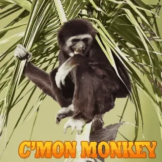 🤣 C'MON MONKEY BAN ME monkey, gibbon, meme, ban, primate, nature, wildlife telegram sticker