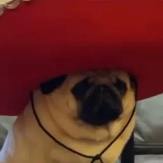 💃 pies, mops, kapelusz, sombrero, meksykański telegram sticker