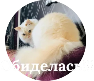 😒 обиделась кот, милый, домашний питомец, домашнее животное whatsapp sticker