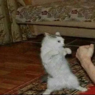 🌟 cat, dancing, funny, animal, pet, kitten telegram sticker