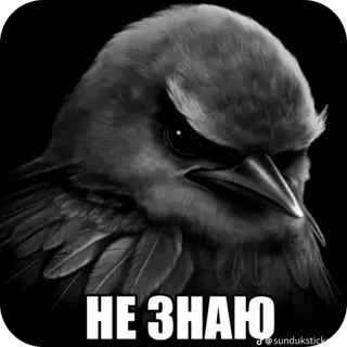 🫥 НЕ ЗНАЮ bird, raven, crow, serious, meme, unknowing, sticker telegram sticker