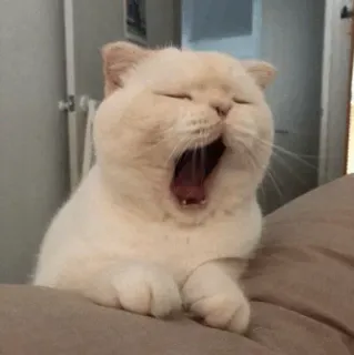 😴 Katze, Gähnen, Haustier, Haustier, Säugetier telegram sticker