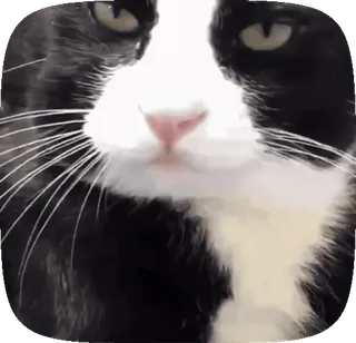 😏 kat, huisdier, dier, schattig, tuxedo kat telegram sticker