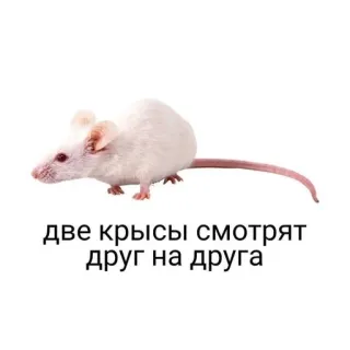 🧩 хуета муна🎐 by @fStikBot telegram stickers
