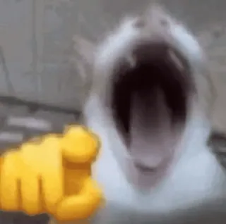 😂 gato, señalando, emoji, meme, animal telegram sticker