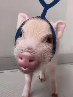 🐷 leitão, fofo, animal, animal de fazenda, animal de estimação whatsapp sticker