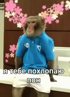 🐒 я тебе похлопаю пон 猿, 動物, ミーム, 面白い, 服 whatsapp sticker