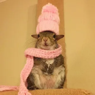 🐿 squirrel, hat, scarf, pink, animal, cute telegram sticker