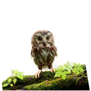 😄 owl, bird, animal, wildlife, nature, cute, forest telegram sticker