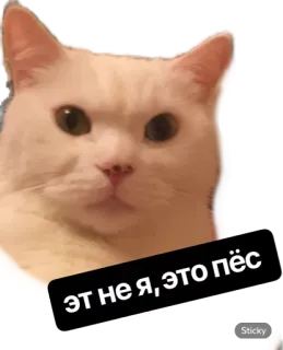 🌚 Эт не я, это пёс cat, russian, meme, animal whatsapp sticker