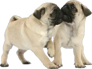 Больше стик🫐@emojipipka telegram stickers