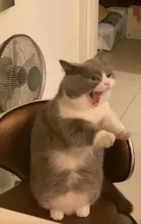 😧 gato, gritando, engraçado, animal, animal doméstico telegram sticker
