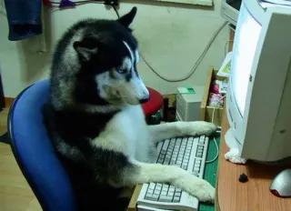 💻 Husky telegram sticker