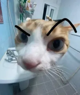 🤨 cat, pet, animal, meme, funny, angry telegram sticker