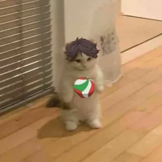 🏐 cat, kitten, anime, volleyball, funny, meme, digital art telegram sticker