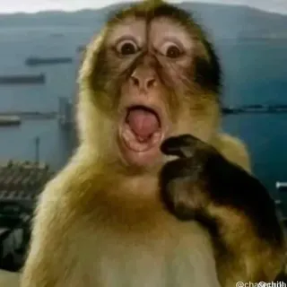 😮 monkey monkey, shocked, surprised, funny animal, reaction telegram sticker