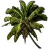 🥥