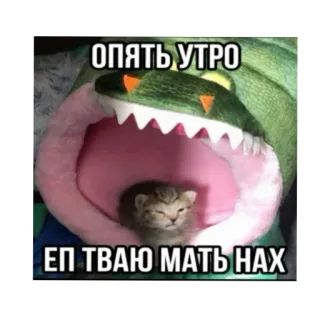 😭 Опять утро
ЕП ТВАЮ МАТЬ НАХ 고양이, 아침, 불쾌한, 러시아어, 밈, 웃긴 telegram sticker