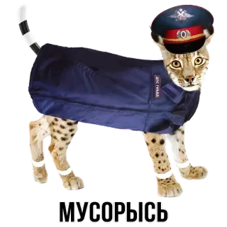 🚓 МУСОРЫСЬ gatto, polizia, agente, divertente, animale, russo, meme telegram sticker