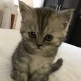 🥺 котенок, кошка, домашнее животное, животное, милый, домашняя кошка, кошачий telegram sticker