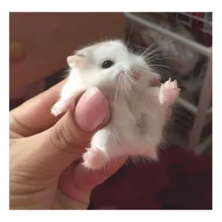 😻 ハムスター, 可愛い, 動物, ペット, 小さい, げっ歯類, 手, 白 telegram sticker