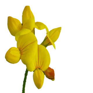 🌼 Blume, gelb, Natur, Pflanze, Blüte telegram sticker