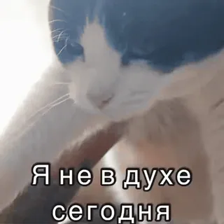😰 Я не в духе сегодня кот, настроение, грустный, животное, питомец, русский telegram sticker