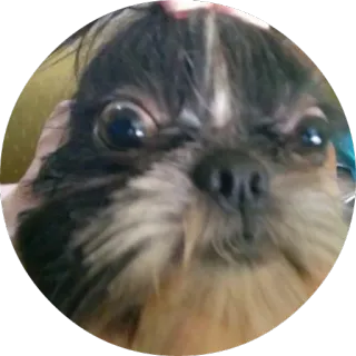 😳 dog, cute, shih tzu, pet, animal, portrait telegram sticker