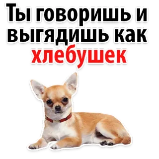 🙀 Ты говоришь и выглядишь как хлебушек dog, chihuahua, pet, animal, cute, russian, bread telegram sticker