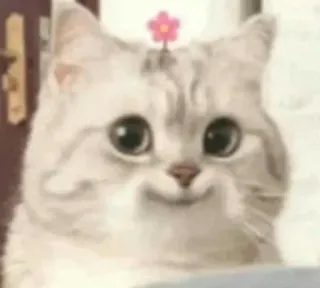 🤥 cat, cute, animal, kitten, flower whatsapp sticker