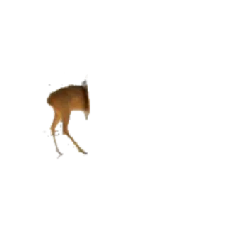 🍑 cerf, animal, faune, mammifère, nature whatsapp sticker