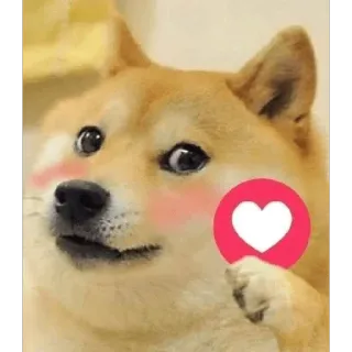 ❤️ Doge pies, mem, shiba inu, słodki, serce, miłość telegram sticker