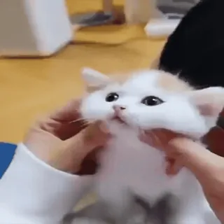 ☺ gato, gatinho, fofo, animal, animal de estimação, doméstico, mãos telegram sticker