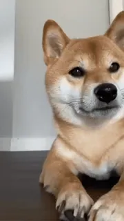 👀 cane, shiba inu, animale domestico, animale, carino, ritratto di cane whatsapp sticker