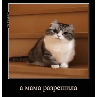 🤿 а мама разрешила chat, drôle, mème, animal, escalier telegram sticker