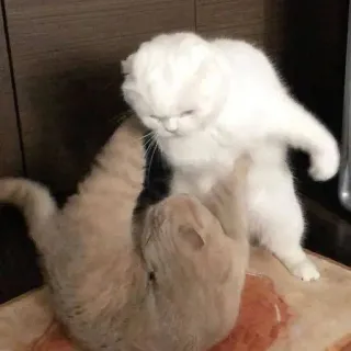 😡 кот, котёнок, борьба, домашняя кошка, животное, кошки telegram sticker
