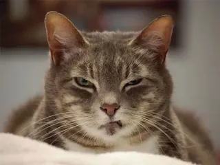 😒 cat, animal, pet, feline, cute telegram sticker