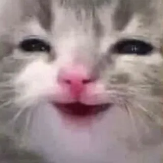 😄 Katze, Kätzchen, süß, Tier, Meme, Haustier telegram sticker