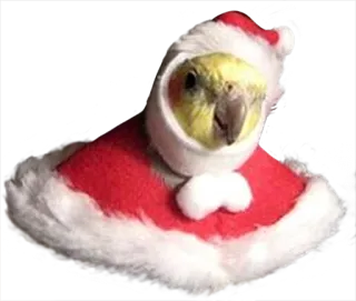 ❄ bird, parrot, cockatiel, christmas, santa, hat, cute, animal, pet telegram sticker