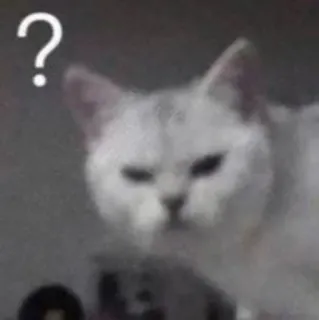 ❔ ? gatto, punto interrogativo, meme, confuso, animale domestico, animale telegram sticker