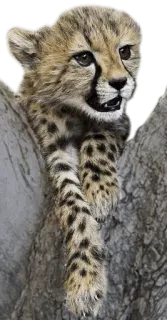 😜 cheetah cub, baby cheetah, animal, wildlife, cheetah, cute, mammal whatsapp sticker